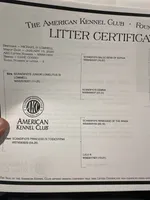 Female1, a female Cane Corso for sale in Davenport, IA – Photo 7 of 8