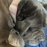 Female1, a female Cane Corso for sale in Davenport, IA – Photo 3 of 8