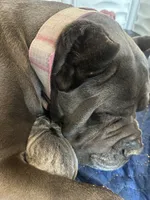 Female1, a female Cane Corso for sale in Davenport, IA – Photo 3 of 8