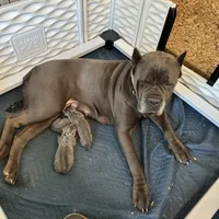 Female1, a female Cane Corso for sale in Davenport, IA – Photo 6 of 8