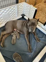 Female1, a female Cane Corso for sale in Davenport, IA – Photo 6 of 8