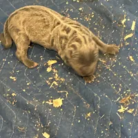 Female1, a female Cane Corso for sale in Davenport, IA – Photo 2 of 8