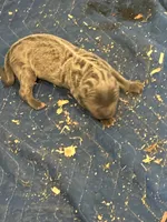 Female1, a female Cane Corso for sale in Davenport, IA – Photo 2 of 8