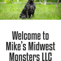 Female1, a female Cane Corso for sale in Davenport, IA – Photo 5 of 8