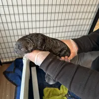 Female1, a female Cane Corso for sale in Davenport, IA – Photo 4 of 8