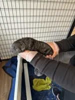 Female1, a female Cane Corso for sale in Davenport, IA – Photo 4 of 8