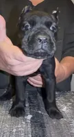 Jet black, a female Cane Corso for sale in Davenport, IA – 2 of 6