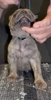 Castle, a male Cane Corso for sale in Davenport, IA – 5 of 7