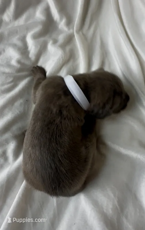 White – Cane Corso puppy for sale in Davenport, IA