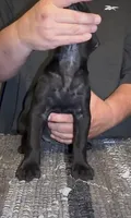 Jet black, a female Cane Corso for sale in Davenport, IA – 3 of 6