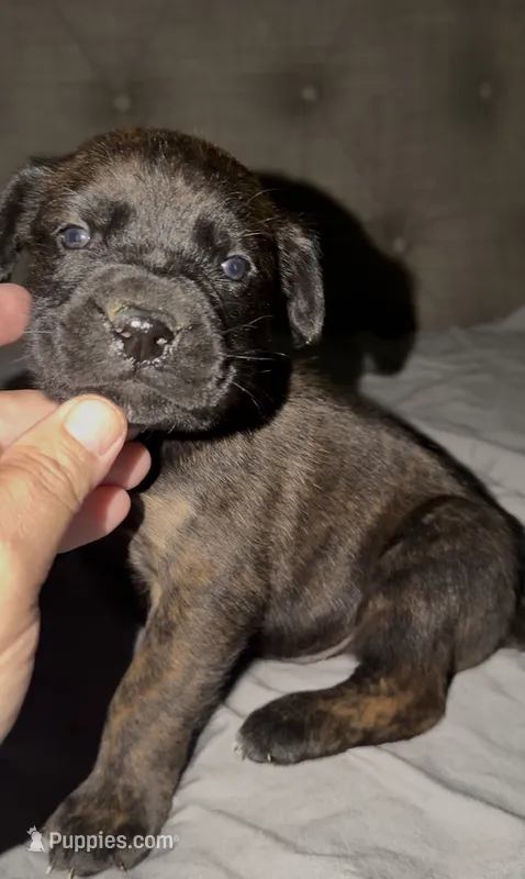 Big boy – Cane Corso puppy for sale in Davenport, IA