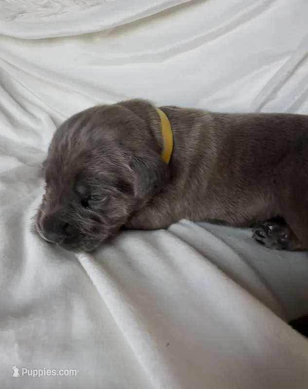 Yello – Cane Corso puppy for sale in Davenport, IA