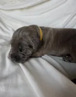 Yello, a female Cane Corso for sale in Davenport, IA – 2 of 6