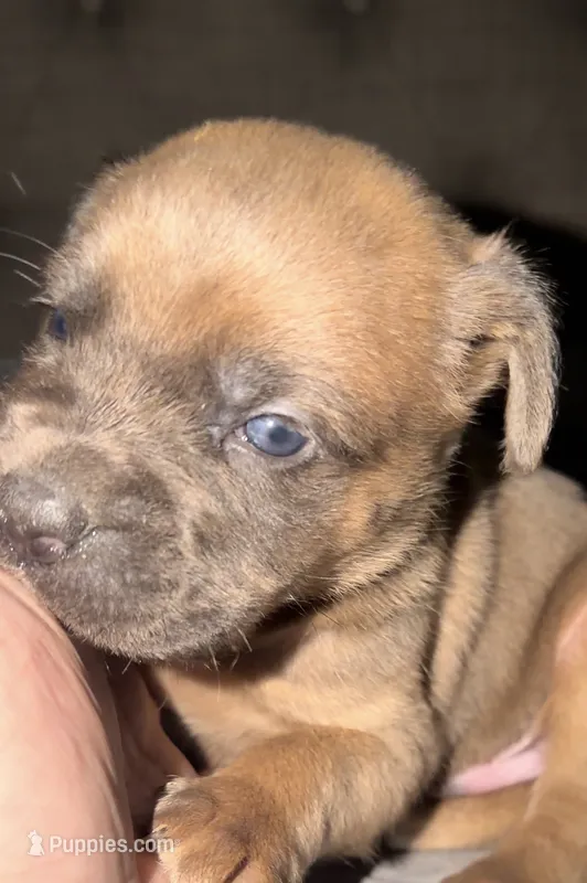 Blue – Cane Corso puppy for sale in Davenport, IA