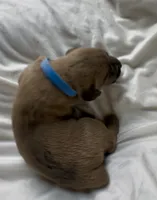Light blue, a male Cane Corso for sale in Davenport, IA – 2 of 8