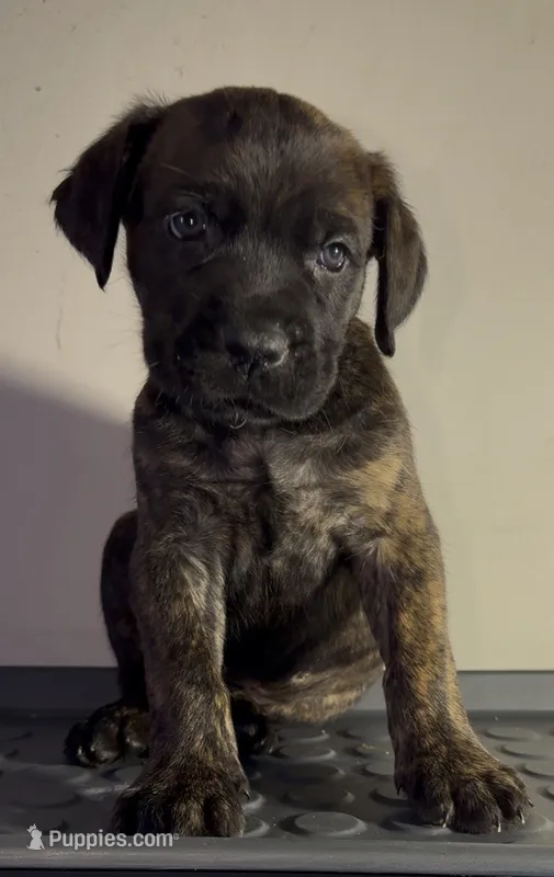 Big boy – Cane Corso puppy for sale in Davenport, IA