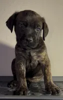 Big boy, a male Cane Corso for sale in Davenport, IA – 2 of 10