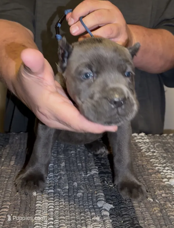Greystone – Cane Corso puppy for sale in Davenport, IA