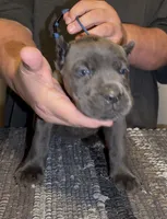 Greystone, a female Cane Corso for sale in Davenport, IA – 1 of 5