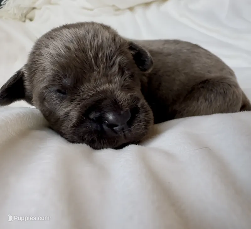 Green – Cane Corso puppy for sale in Davenport, IA