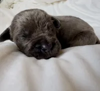 Green, a male Cane Corso for sale in Davenport, IA – 1 of 7