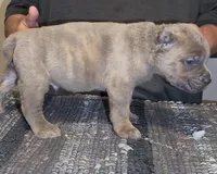 Castle, a male Cane Corso for sale in Davenport, IA – 2 of 7