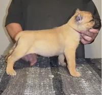 Red, a male Cane Corso for sale in Davenport, IA – 3 of 6