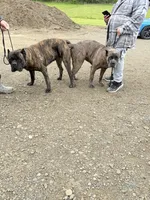 Big boy, a male Cane Corso for sale in Davenport, IA – 4 of 6