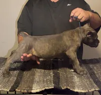 Twin, a female Cane Corso for sale in Davenport, IA – 3 of 6