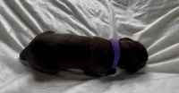 Purple, a female Cane Corso for sale in Davenport, IA – 3 of 5