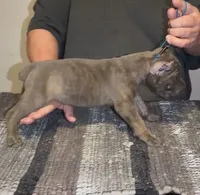 Joey, a male Cane Corso for sale in Davenport, IA – 3 of 6