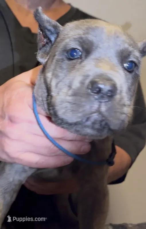 Twin – Cane Corso puppy for sale in Davenport, IA