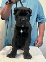 Zerk, a male Cane Corso for sale in Davenport, IA – 3 of 6