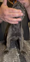Greystone, a female Cane Corso for sale in Davenport, IA – 2 of 5