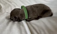 Green, a male Cane Corso for sale in Davenport, IA – 4 of 7
