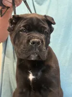 Zerk, a male Cane Corso for sale in Davenport, IA – 2 of 6