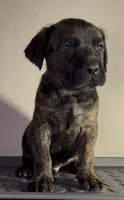 Big boy, a male Cane Corso for sale in Davenport, IA – 4 of 10