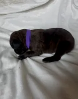 Purple, a female Cane Corso for sale in Davenport, IA – 2 of 5