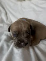 Light blue, a male Cane Corso for sale in Davenport, IA – 3 of 8