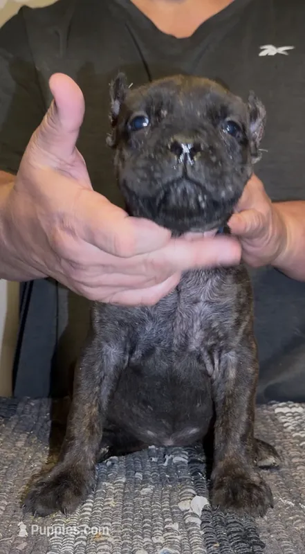 Lady b – Cane Corso puppy for sale in Davenport, IA