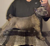 Twin, a female Cane Corso for sale in Davenport, IA – 2 of 6