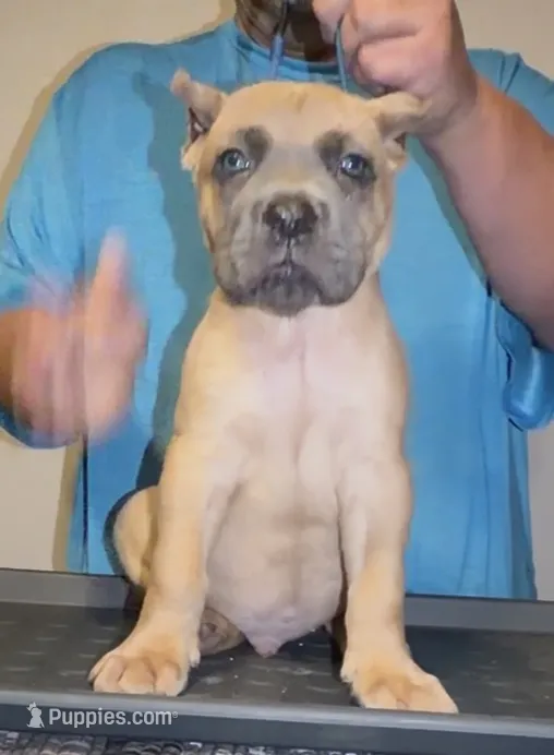 Light blue – Cane Corso puppy for sale in Davenport, IA