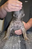 Joey, a male Cane Corso for sale in Davenport, IA – 4 of 6