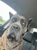 Big boy, a male Cane Corso for sale in Davenport, IA – 5 of 6
