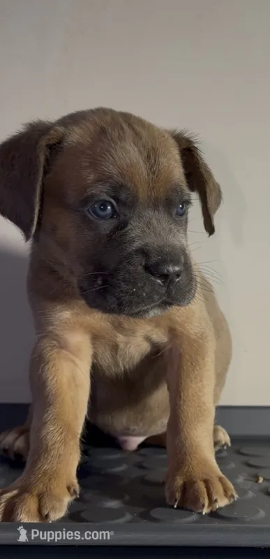 Blue – Cane Corso puppy for sale in Davenport, IA