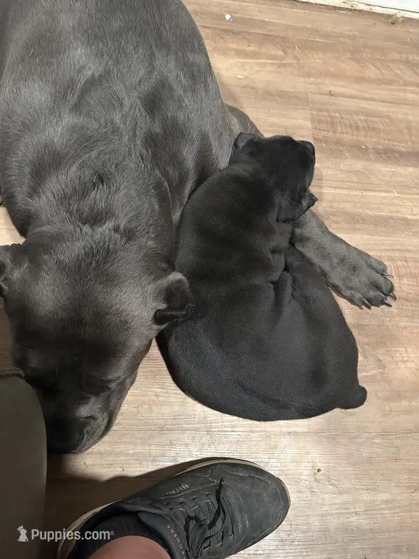 Zero – Cane Corso puppy for sale in Davenport, IA