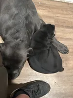 Zero, a male Cane Corso for sale in Davenport, IA – 1 of 4