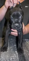 Jet black, a female Cane Corso for sale in Davenport, IA – 4 of 6