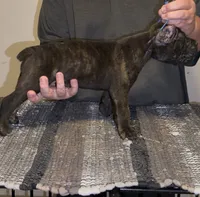 Lady b, a female Cane Corso for sale in Davenport, IA – 3 of 5