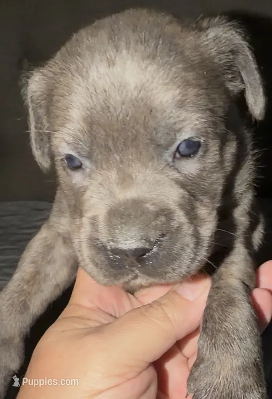 Orange – Cane Corso puppy for sale in Davenport, IA